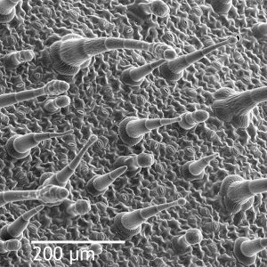 毛状突起（毛のような付属肢）を示す、ニコチアナアラタの葉の表皮の走査型電子顕微鏡画像
（葉、ウィキペディア参照、2020年）