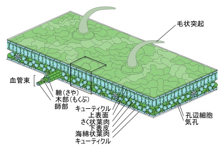 Leaf_Structure JP