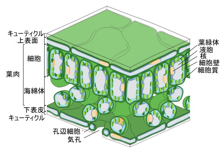 葉の構造の詳細図（葉、ウィキペディア参照、2020）