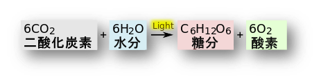 植物光合成の種類と方程記号式　（光合成、ウィキペディア、2020年）